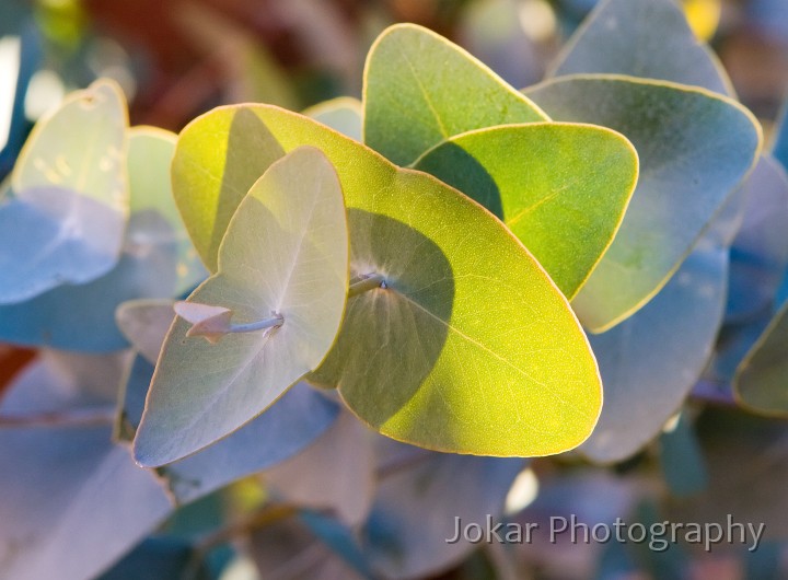 Larapinta_20080616_850 copy.jpg - New gum leaves, Alice Springs Desert Park